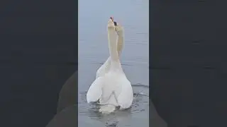 King and Queen Swan mating.