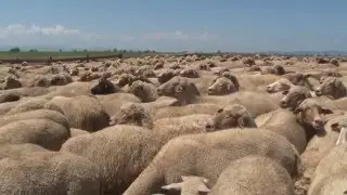Shepherding -Traditional Trades