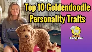 Goldendoodle Personalities and traits / Owning a Goldendoodle