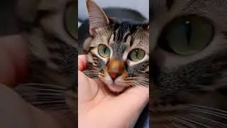 can you believe that this asmr cat video is created by ai 😳