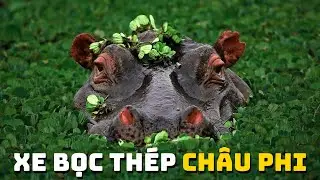 Lãnh Địa Của Hà Mã | Khám Phá Thế Giới Động Vật Hoang Dã