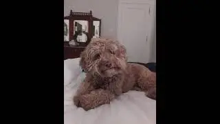 Anti-Anxiety Music Therapy for Dogs: Cleo&rsquo;s playlist of soothing music and gentle rain sounds