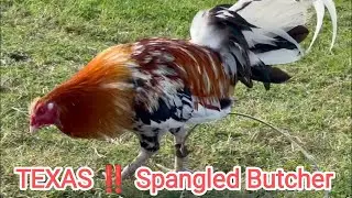 TEXAS !! Spangled Butcher Hatch Rooster Valley Farm