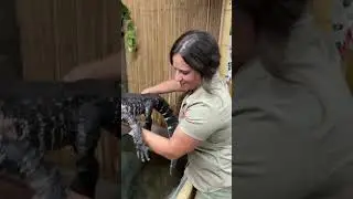 Я купил своему аллигатору новый террариум! 😎🐊
