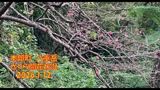 本部町　八重岳　サクラ開花状況　2026 1 12