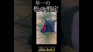 【        松  の　剪　定    　】解説動画