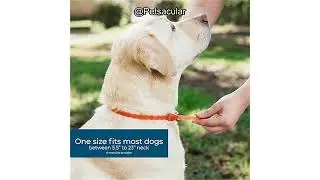 Wondercide Dog Collar Review: Does Natural Flea & Tick Protection Really Work for Dogs?