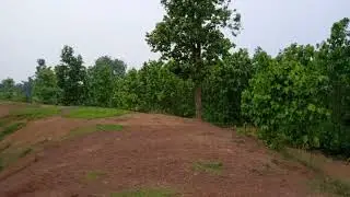 হাতির খোঁজে গভীর অরণ&zwj;্যে😄😄Salboni jungle