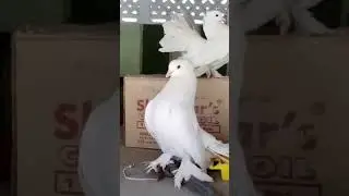 #faintal  #pigeon #indianfaintal #fancy #pigeonlover #pigeonloft #my #home #sidhpur #gujarat