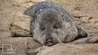 Collared Peccary Amazing Facts Peccaries walk on the middle two toes of the foot
