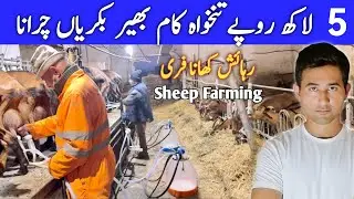sheep and Goats Farming in Italy | sheep farm In Italy | Adeeljameelglobal