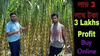 Sugarcane Farming Techniques|Sugarcane Cultivation|Sugarcane Farming in Assam