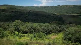 India Lost More Forest Cover Than It Gained Between 2015  2019 Shows IIT Bombay Study