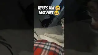 Kallu aur uski team ka mission😂 #CuteDogsHar dog owner ki kahani Ball dhoondna hi aslistruggle hai💀🐾