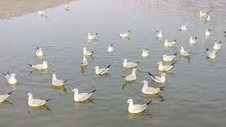 Siberian birds in Magh Mela Prayagraj #shorts #beautiful picture #viral #sangam Nagari Prayagraj 