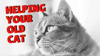 How To Get Your Older Cat Moving | Two Crazy Cat Ladies