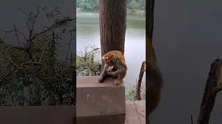 monkey V's Chhotu bomb |prank|💣 😂🤣😆😀😅 #funny #comedy #prank #youtubeshorts #shorts #viral #trending