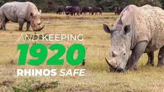 Celebrating 4 years of no poaching
