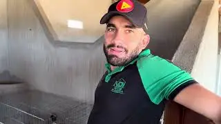 VOLTEI A CRIAR GALO MURA 