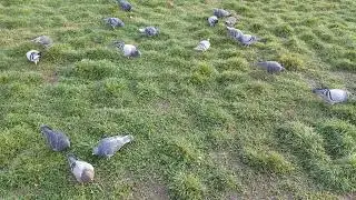 Pigeons Feeding on Grass | Urban Bird Nature Video