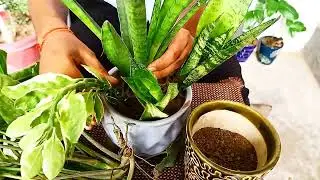 How to grow cutting indoor plant | air purifying plants #स्नेक प्लांट #syngonium #Dracaena
