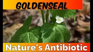 Goldenseal Benefits: The Natural Antibiotic That Fights Infections!