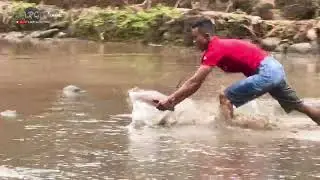 SERU | NANGKAP IKAN DI SAWAH PAKE TANGAN KOSONG 
