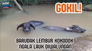 GOKIL! BARUDAK LEMBUR KOKODOK NGALA LAUK DIWALUNGAN