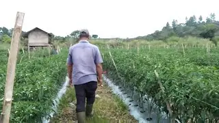 Harvesting Red Pepper / Chili