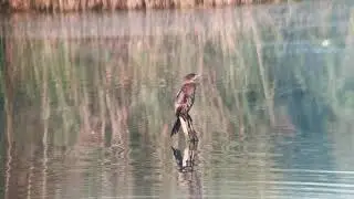 Zwergscharbe, Pygmy cormorant  (Microcarbo pygmeus / Phalacrocorax pygmaeus) in Brandenburg, Germany