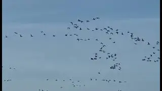 Best goose shooting land in Scotland