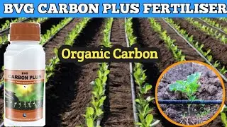 BVG CARBON PLUS  | BVG | CARBON PLUS