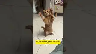 5 B&iacute; Quyết Gi&uacute;p M&egrave;o Sống L&acirc;u V&agrave; Khỏe! #notapetvn #pet #pets #cute #funny #chamsocthucung