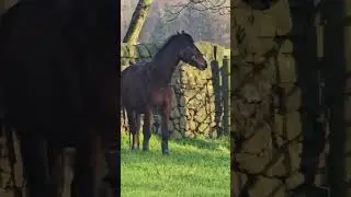 a new member of family arrived on Christmas eve #babyhorse #welshpony #horse #equestrian #project