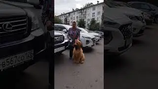 #собака #бриар ##бриар  девочка 1год 11 сентября 2024 г.