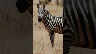 Look At Zebra Skin Movement 🦓🦓#short #animal #shorts #zebra