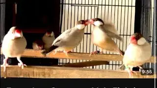 Fawn Java Sparrows Male Fighting For the Females ｜ Fawn Java Sparrows Fight