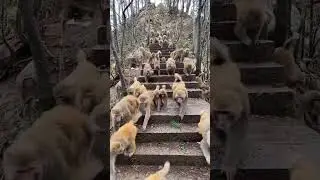 Funny Monkeys Playing on a Bridge | Hilarious Primate Moments!