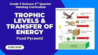 Trophic Level | Trophic level | 10 Percent Rule | Grade 8 Science 4th Quarter Tagalog