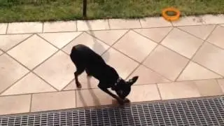 Pincher nano