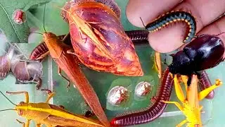 hunting millipede, snail, kumbang, serangga, belalang, menangkap hewan lucu, ulat besar, kaki seribu