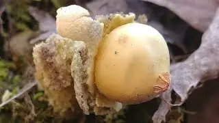 Calostoma lutescens, mushroom hunting,  setas del bosque 🍄