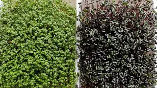 🌿Ültessünk mikroszöldeket! 🌿🌿 1. rész #zsázsa #vöröskáposzta #mikrozöld