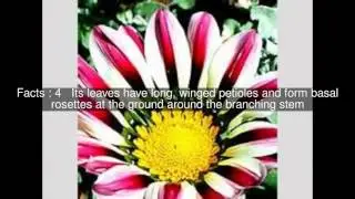 Gazania linearis Top  #8 Facts
