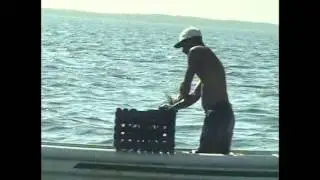 The Turneffe Atoll -  Island At Risk
