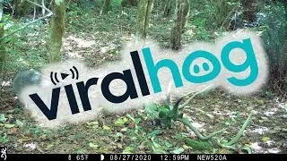 Elk Skull Makes Wild Raccoon Nervous || ViralHog