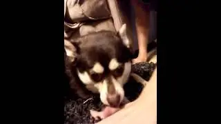 My crazy dog Hefty!! Vlog!