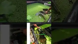 Setiap Tanaman Punya Plus Minus: Lemna vs Azolla #lemna #azolla