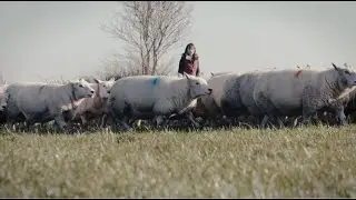 Meinir Howells - Y ffermydd teuluol sy&rsquo;n gwneud beth maen nhw&rsquo;n ei wneud orau