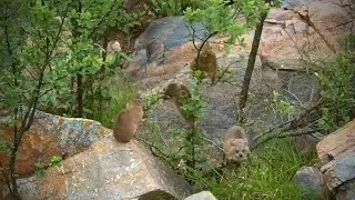 Cute Rock Hyrax Family